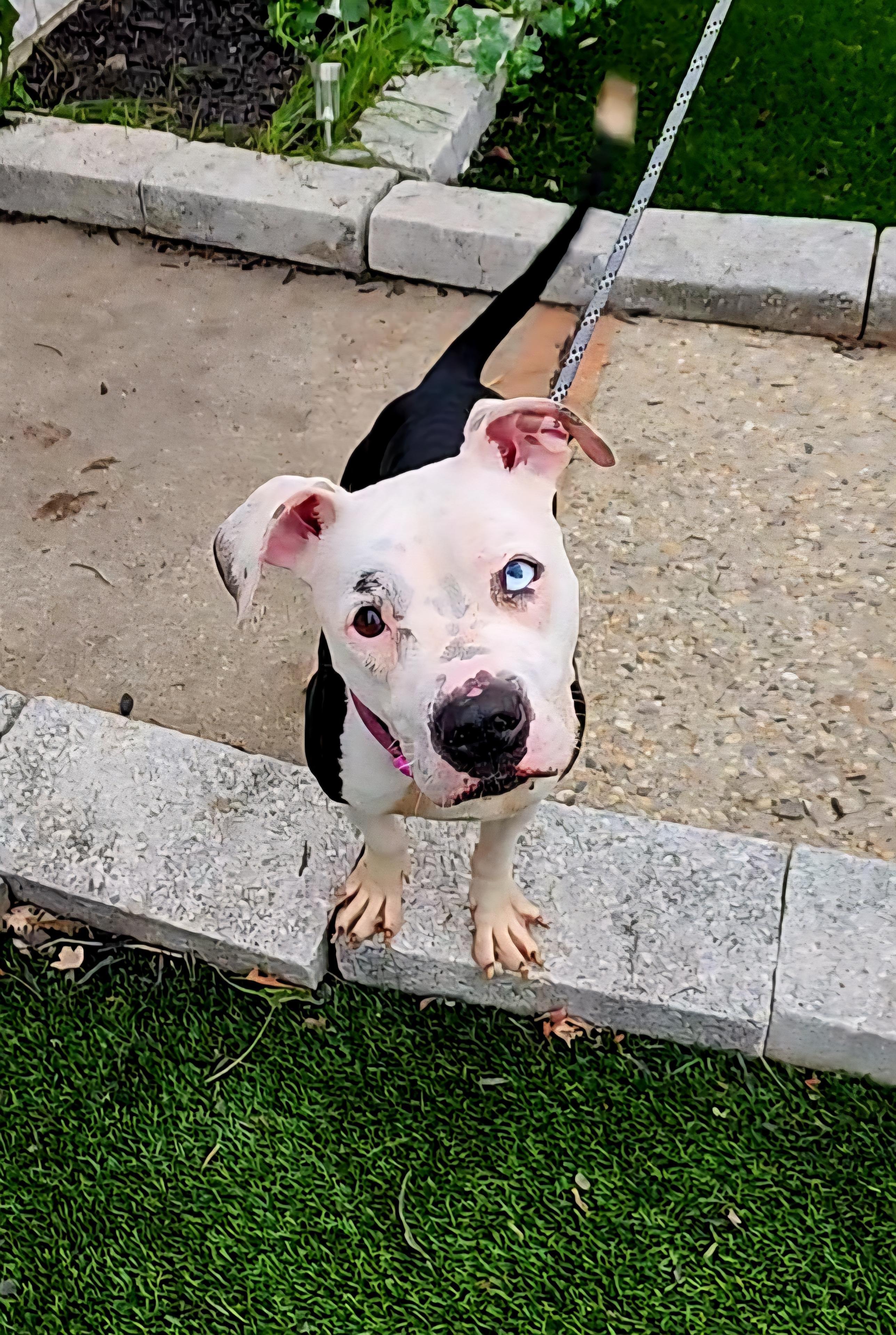 Diamond, a Adoptable mixed breed in Perth Amboy, NJ image 2/5