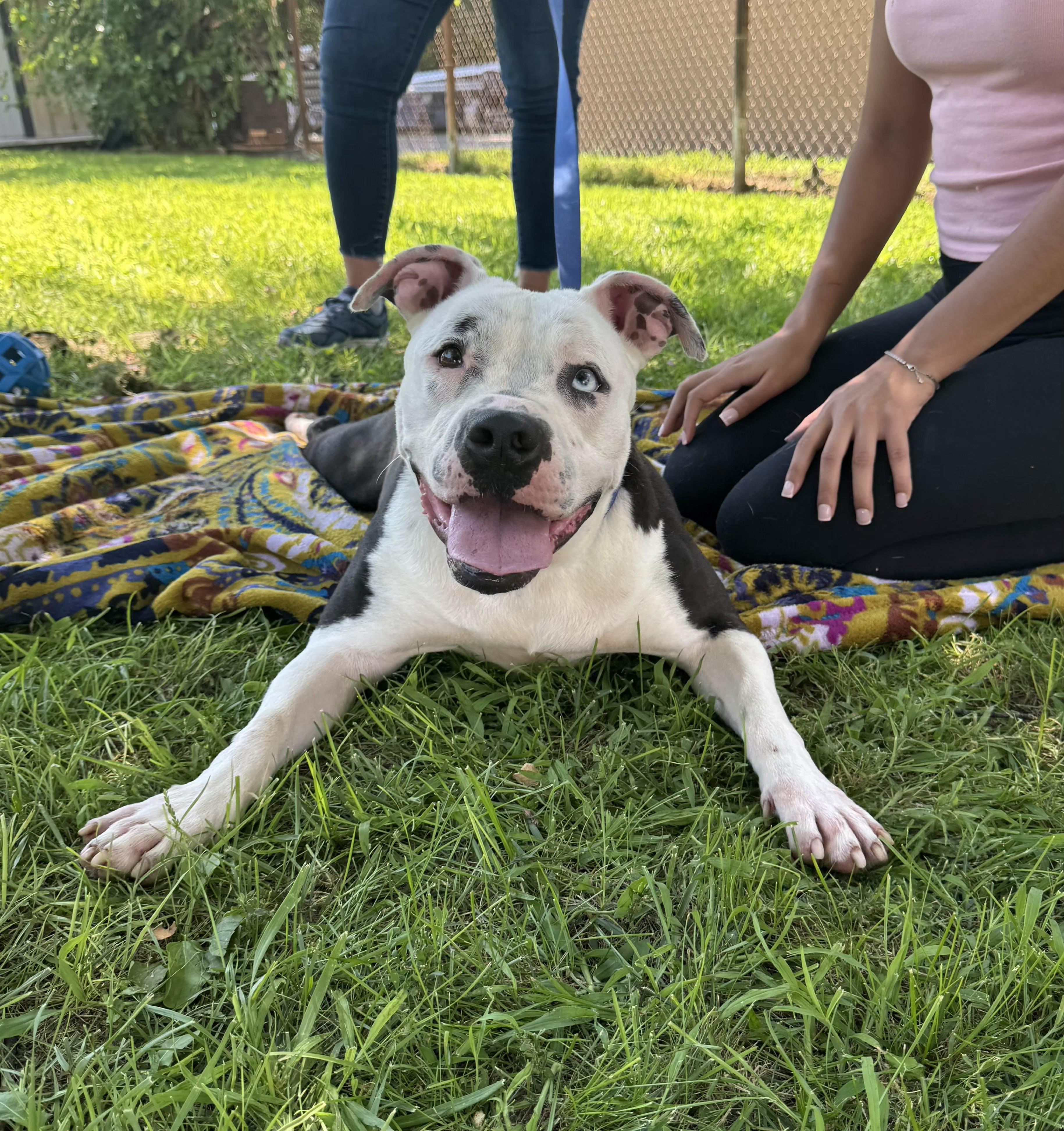 Diamond, Adoptable, Young Female Pit Bull Terrier.