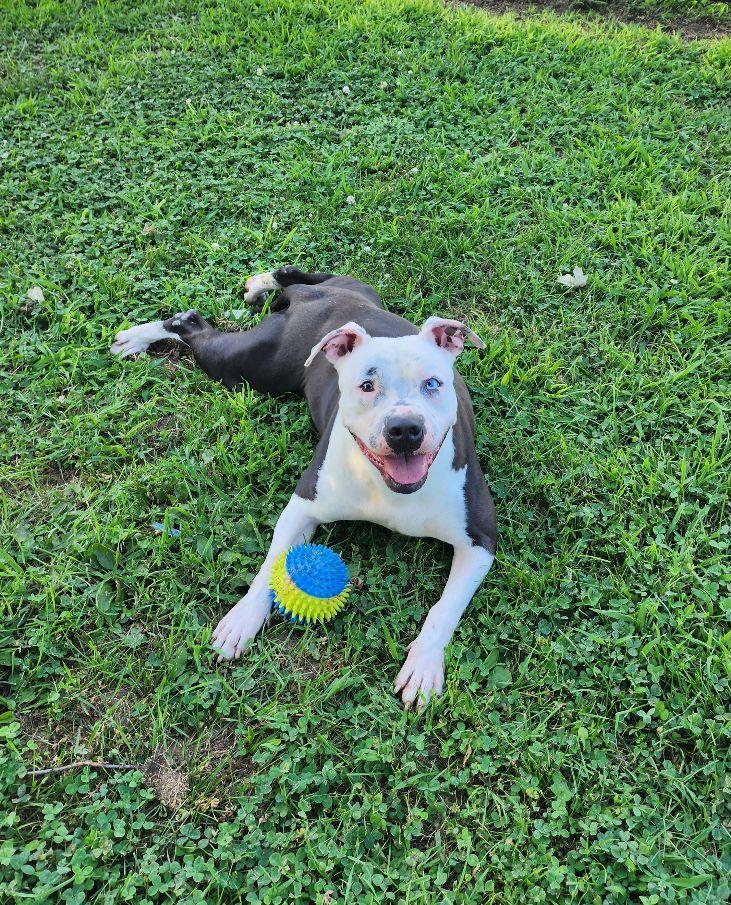 Enlarge Diamond, a Adoptable mixed breed in Perth Amboy, NJ image 2/6