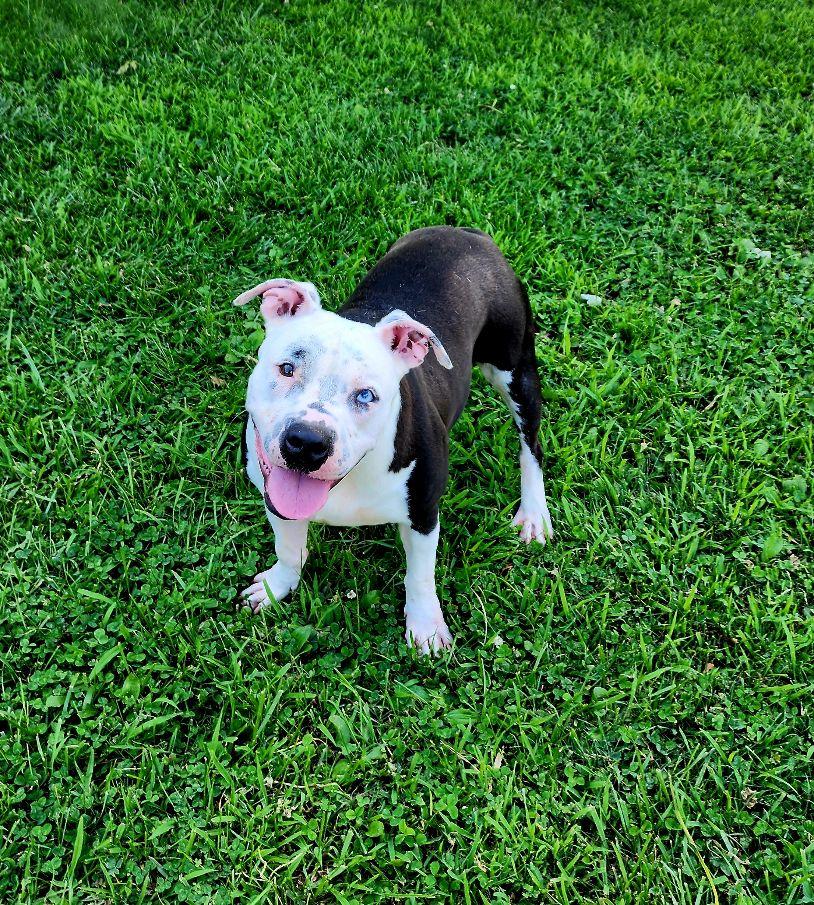 Enlarge Diamond, a Adoptable mixed breed in Perth Amboy, NJ image 3/6