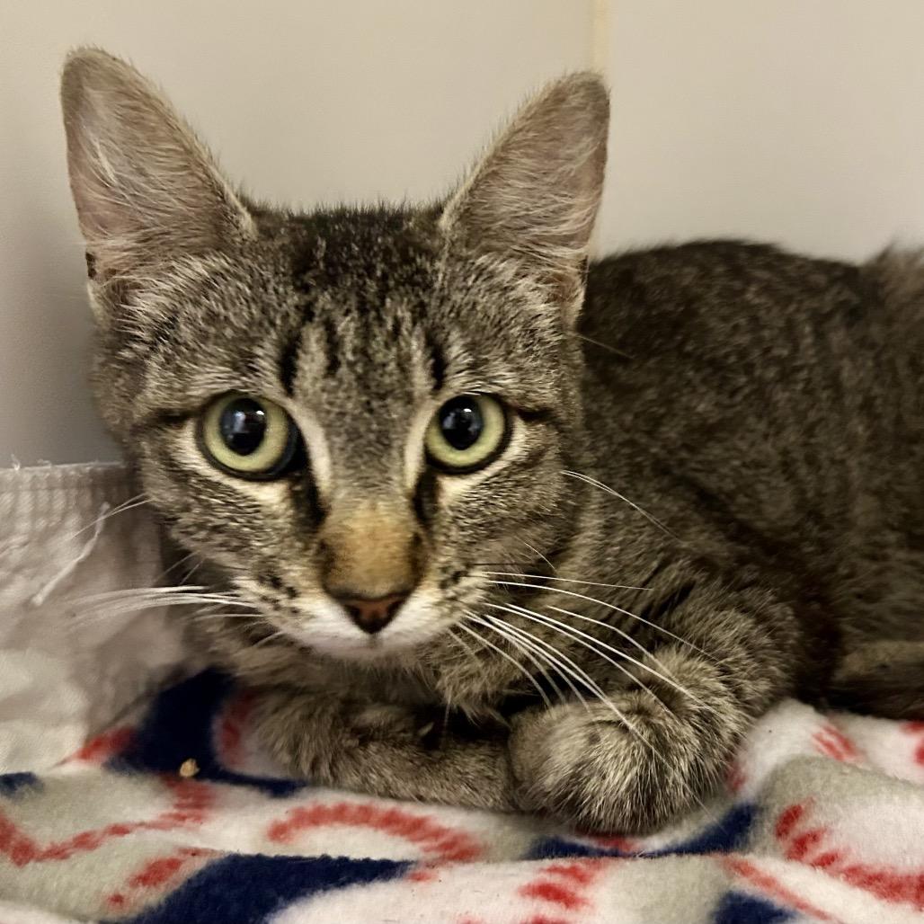 Enlarge Truffle, a Adoptable Domestic Short Hair in St Joseph, MO image 1/1