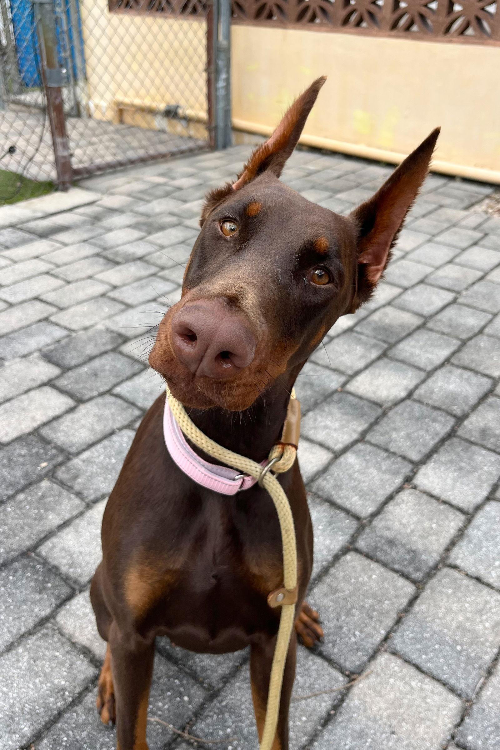 Enlarge Kaia 3529, a Adopted Doberman Pinscher in Oakland Park, FL image 1/2
