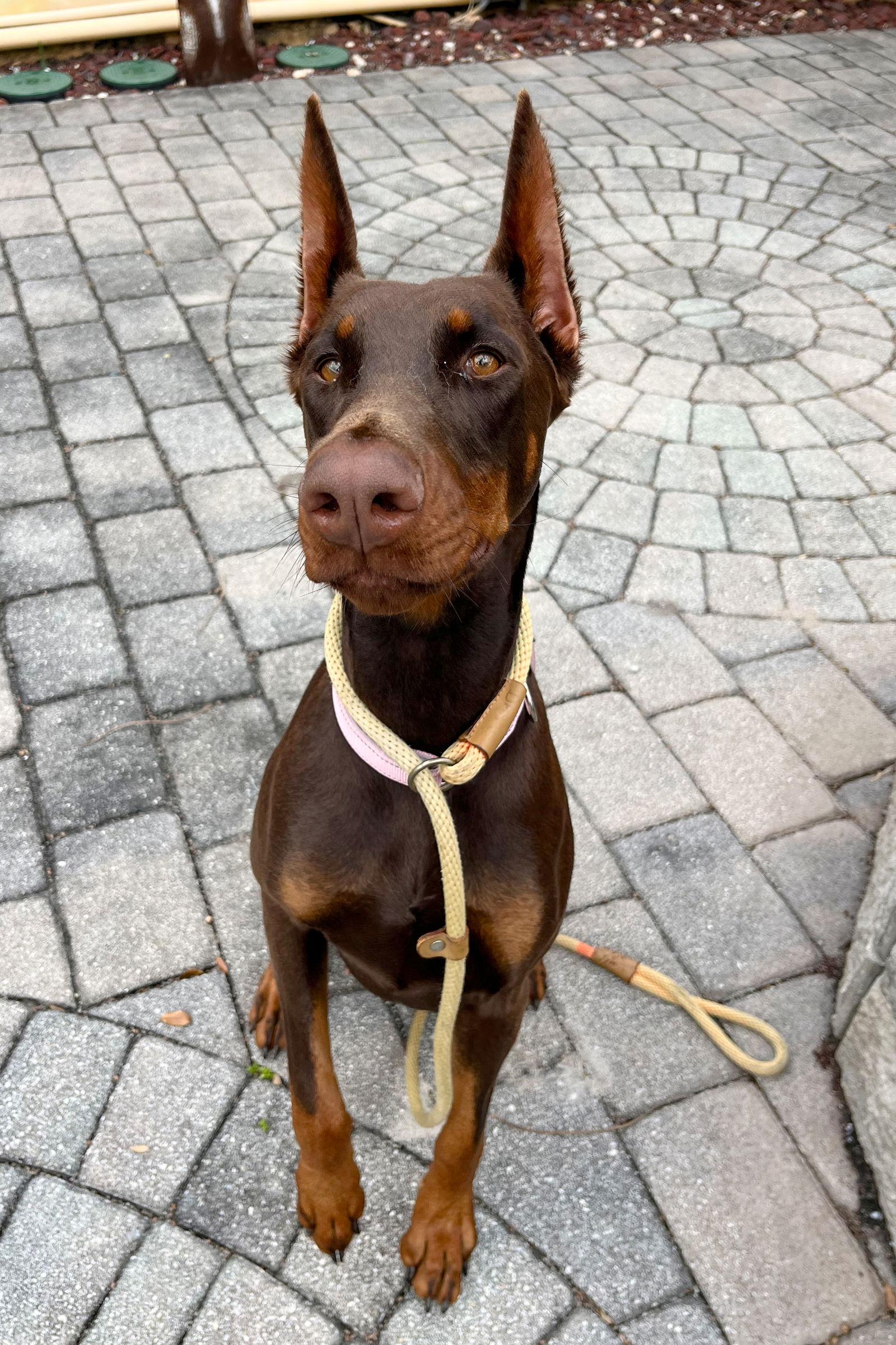 Enlarge Kaia 3529, a Adopted Doberman Pinscher in Oakland Park, FL image 2/2