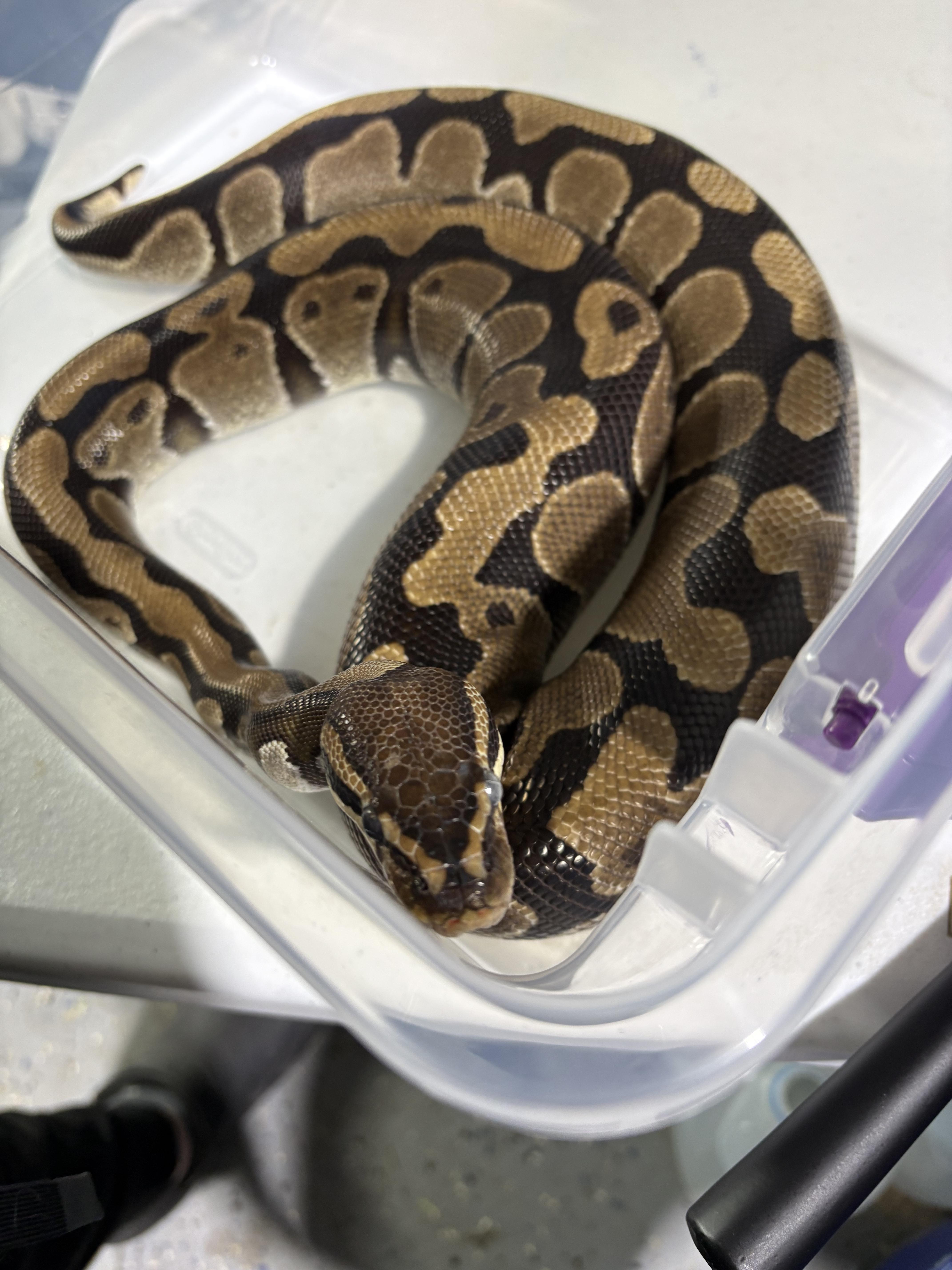 Gertrude , ADOPTABLE, Senior Unknown Ball Python.