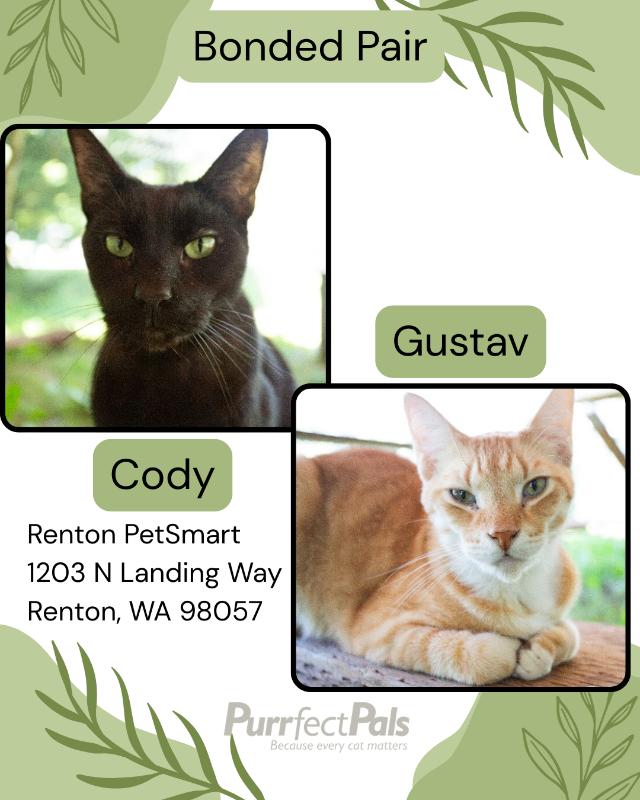 Enlarge Cody, a Adoptable Domestic Short Hair in Arlington, WA image 1/6