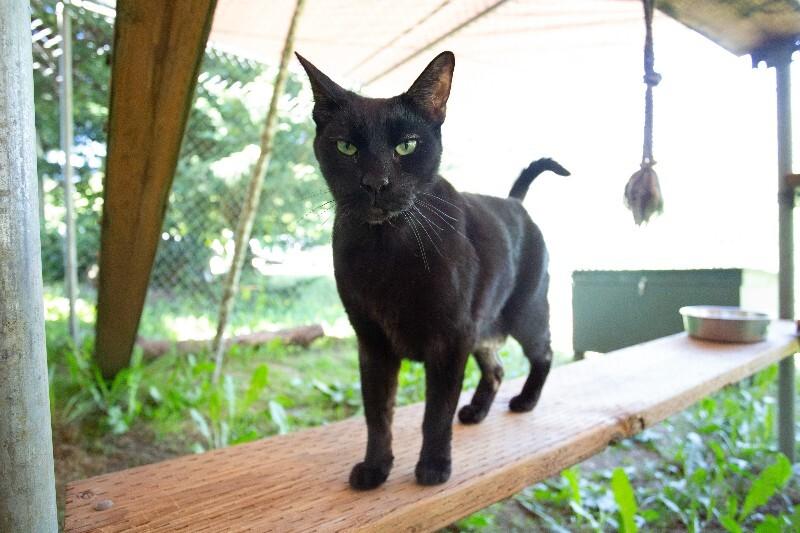Enlarge Cody, a Adoptable Domestic Short Hair in Arlington, WA image 2/6