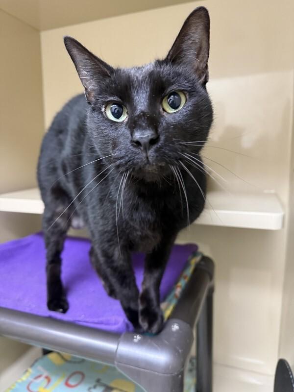Enlarge Cody, a Adoptable Domestic Short Hair in Arlington, WA image 3/6