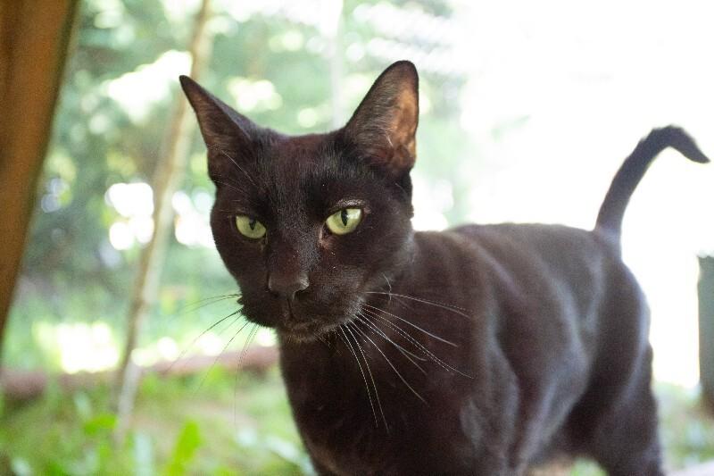 Enlarge Cody, a Adoptable Domestic Short Hair in Arlington, WA image 4/6