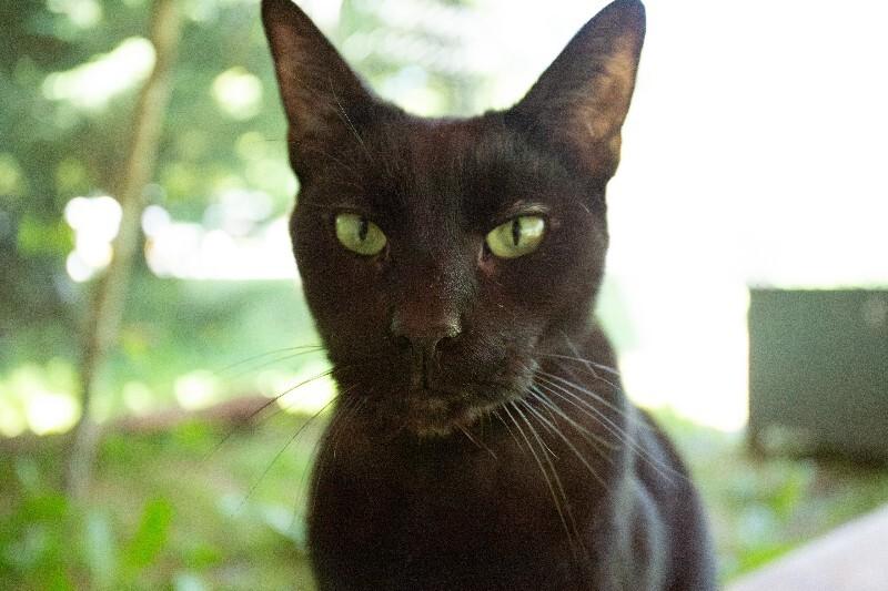 Enlarge Cody, a Adoptable Domestic Short Hair in Arlington, WA image 5/6