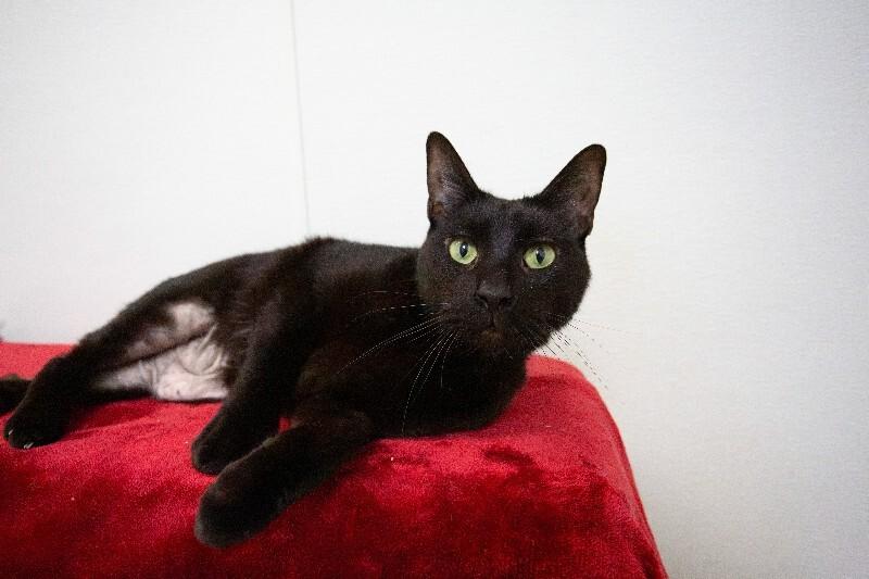 Enlarge Cody, a Adoptable Domestic Short Hair in Arlington, WA image 6/6