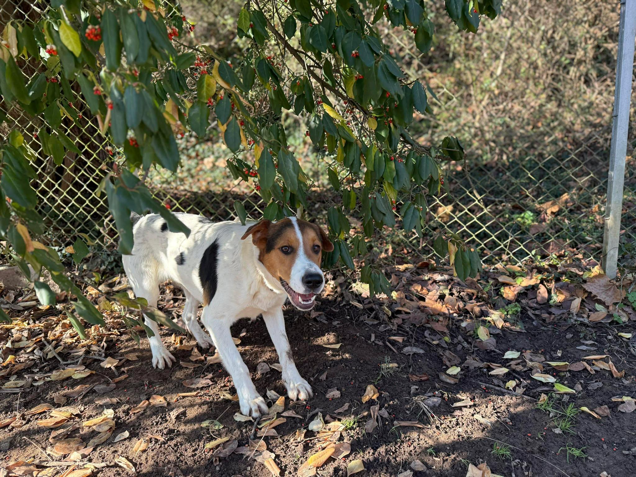 Donner, ADOPTABLE, Young Male Mixed Breed.
