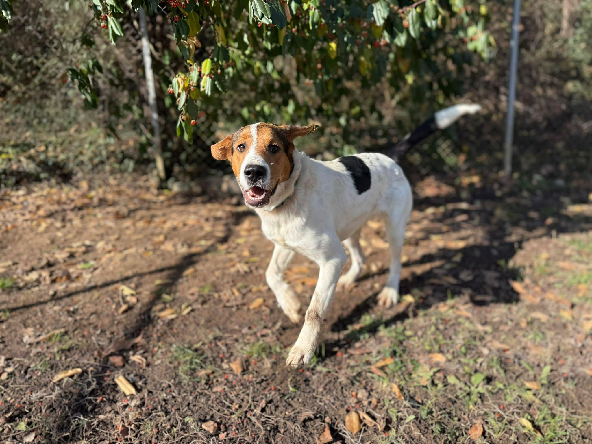 Enlarge Donner, a ADOPTABLE mixed breed in Leitchfield, KY image 2/6
