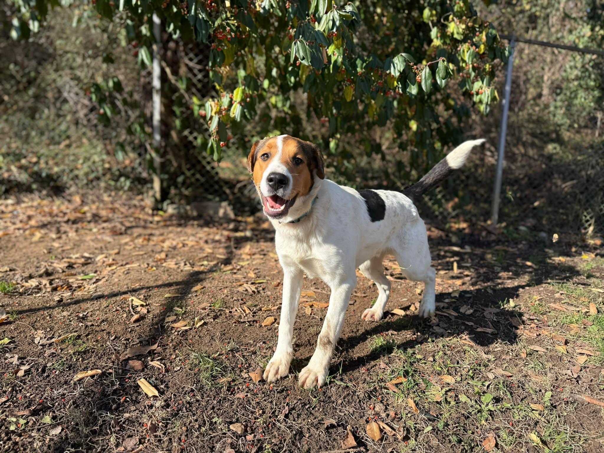 Enlarge Donner, a ADOPTABLE mixed breed in Leitchfield, KY image 3/6
