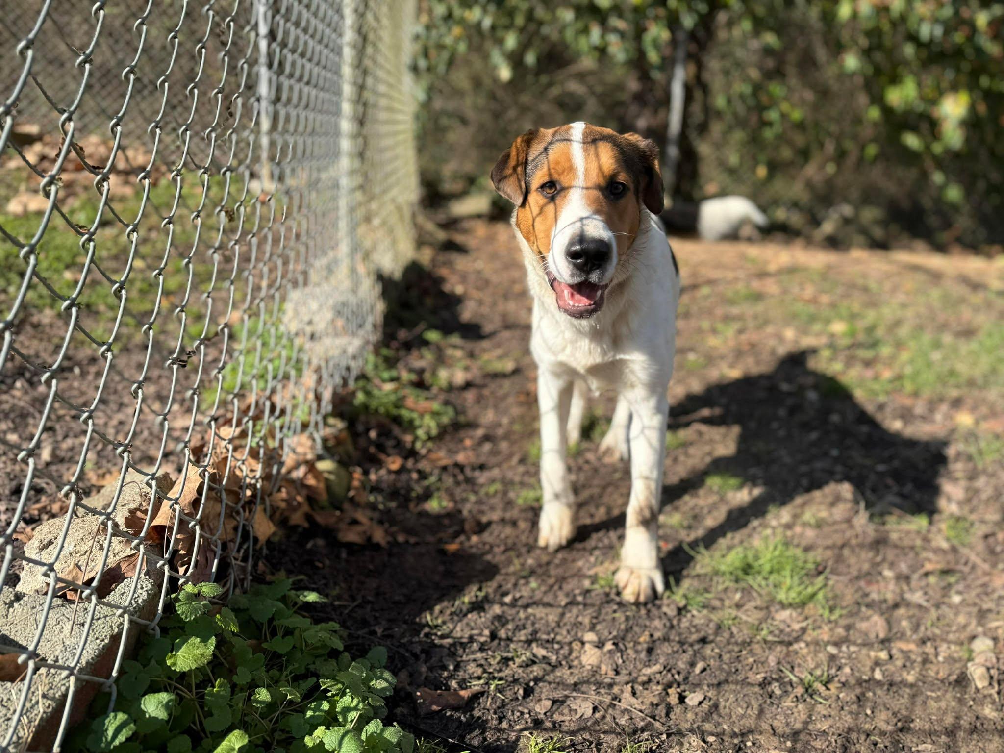 Donner, ADOPTABLE, Young Male Mixed Breed.