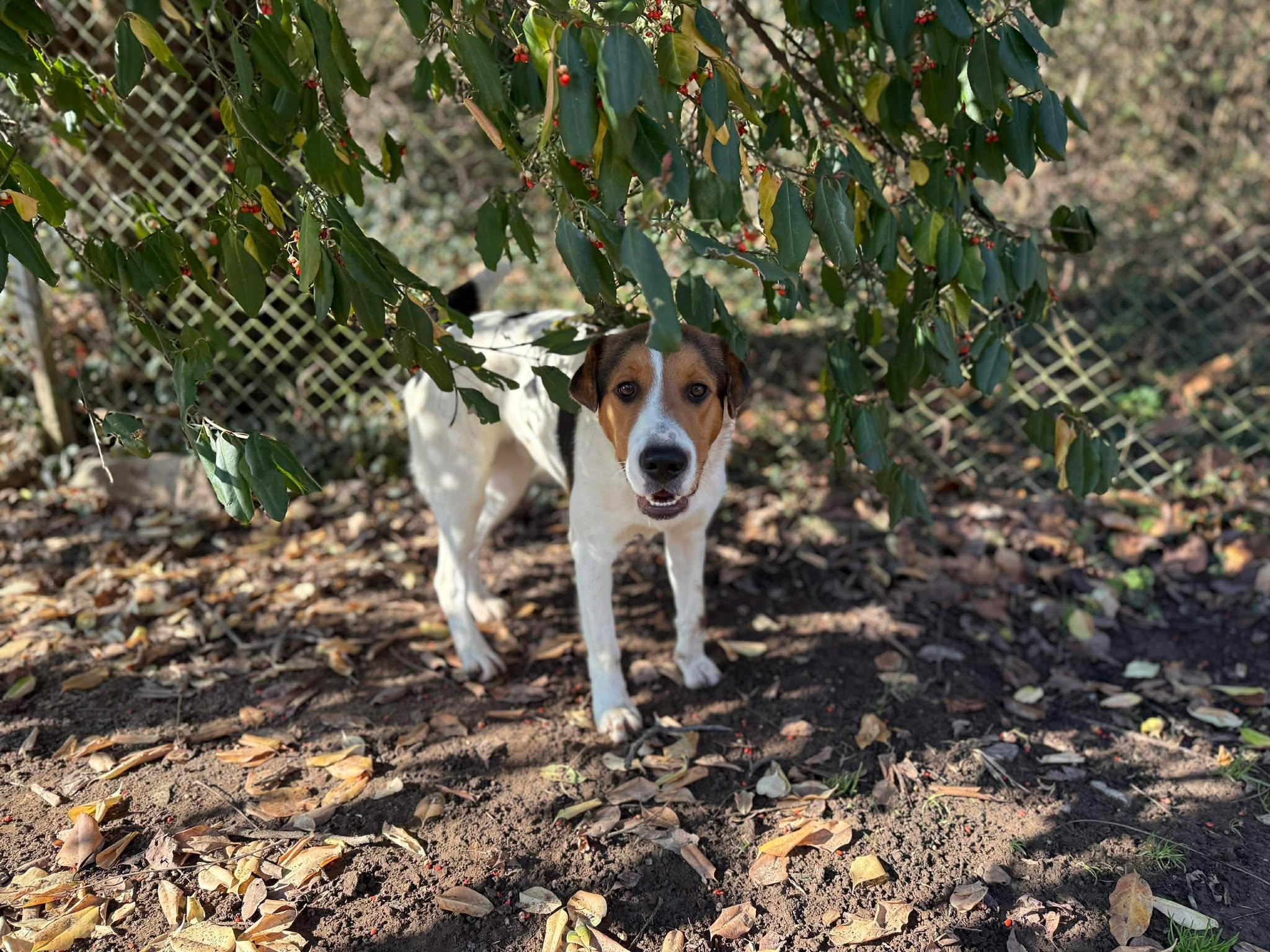 Enlarge Donner, a ADOPTABLE mixed breed in Leitchfield, KY image 5/6
