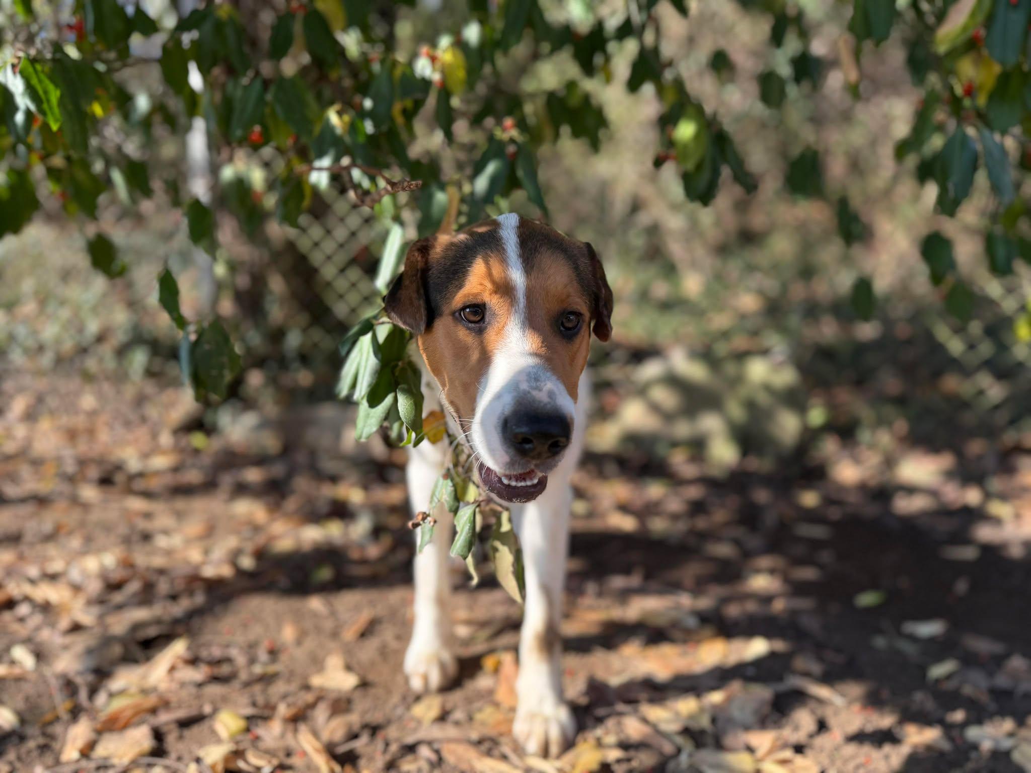 Enlarge Donner, a ADOPTABLE mixed breed in Leitchfield, KY image 6/6