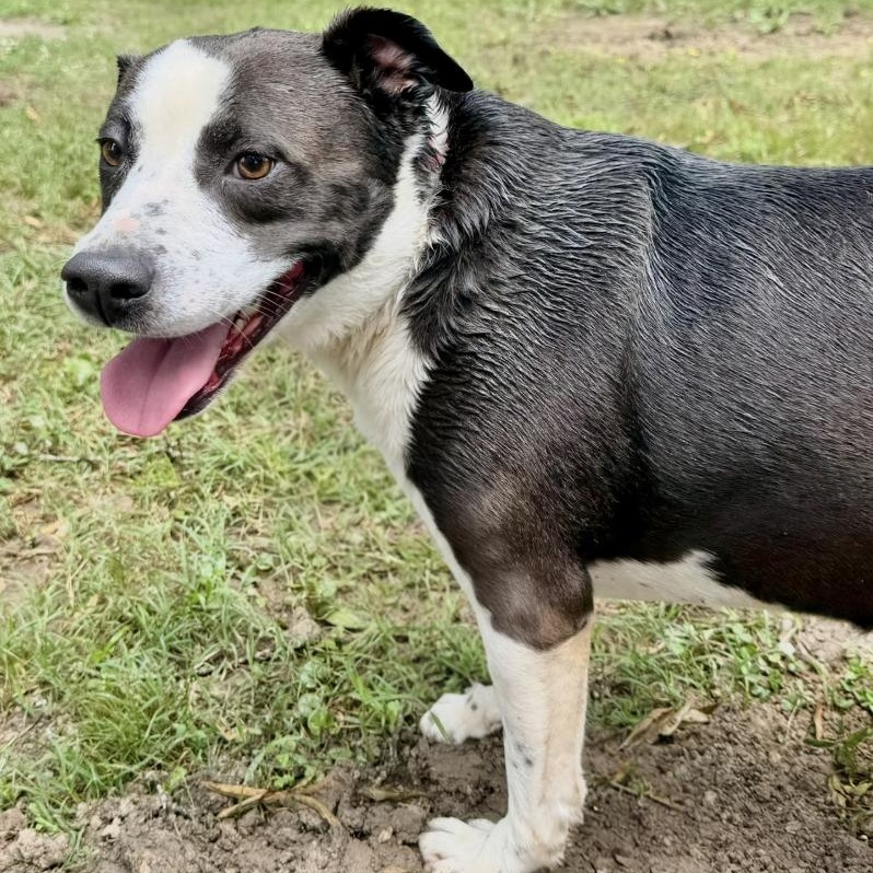 Enlarge Freckles, a Adoptable mixed breed in Mount Arlington, NJ image 1/6