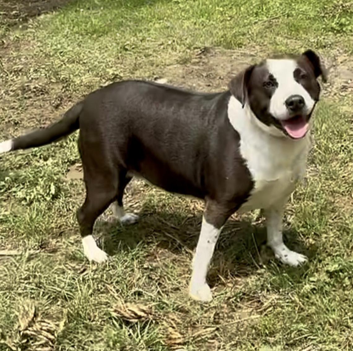 Enlarge Freckles, a Adoptable mixed breed in Mount Arlington, NJ image 2/6