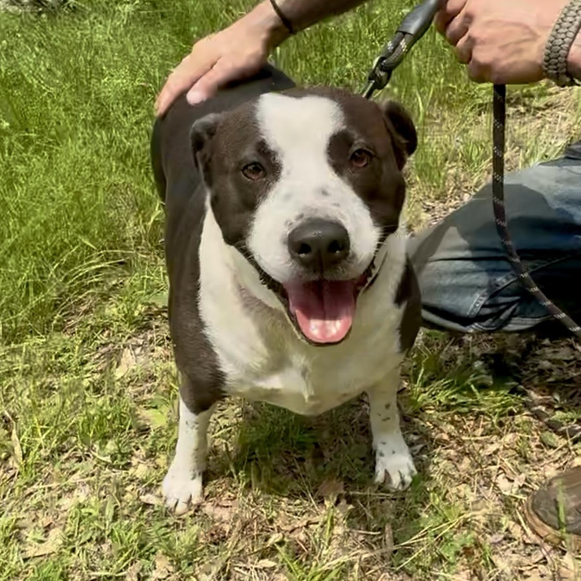 Enlarge Freckles, a Adoptable mixed breed in Mount Arlington, NJ image 6/6