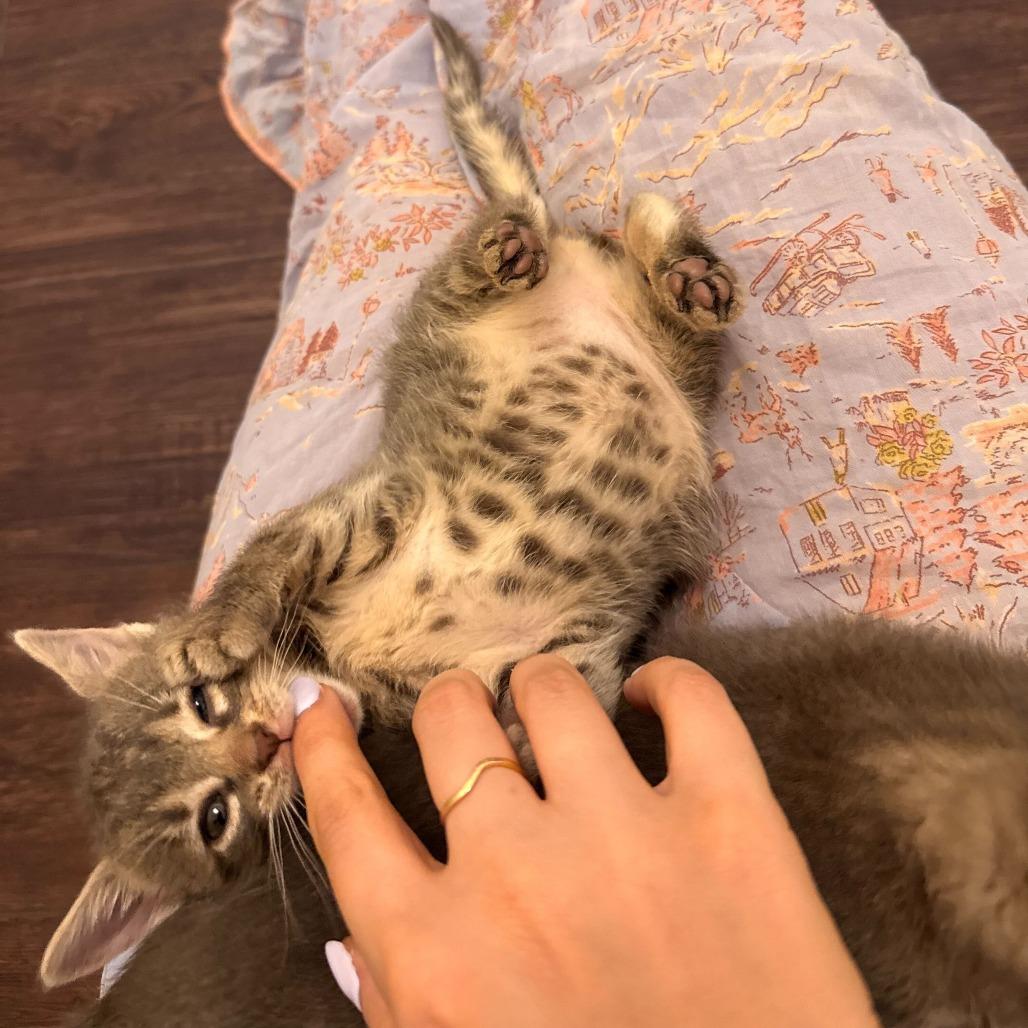 Dipsy, Adoptable, Kitten Female Domestic Short Hair.
