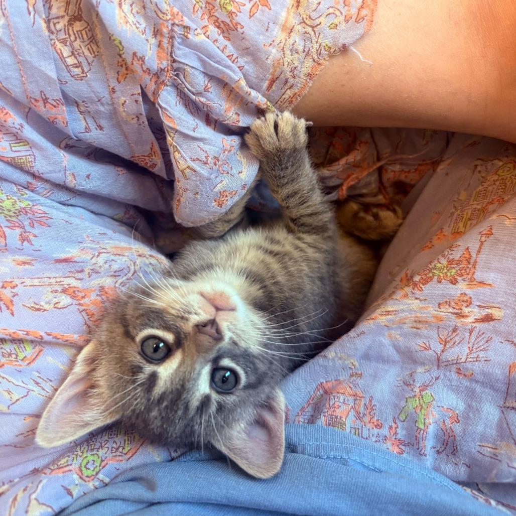 Enlarge Dipsy, a Adoptable Domestic Short Hair in New York, NY image 4/6