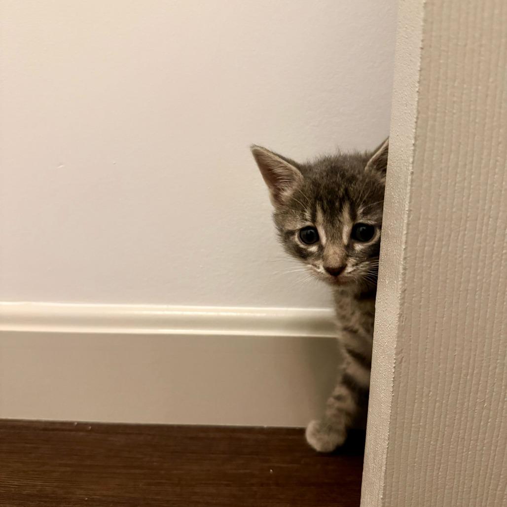 Enlarge Dipsy, a Adoptable Domestic Short Hair in New York, NY image 5/6