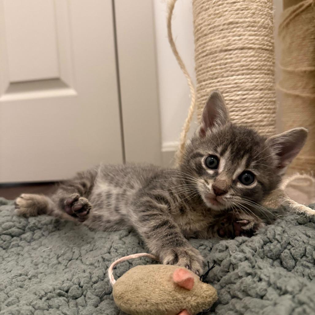 Enlarge Dipsy, a Adoptable Domestic Short Hair in New York, NY image 6/6