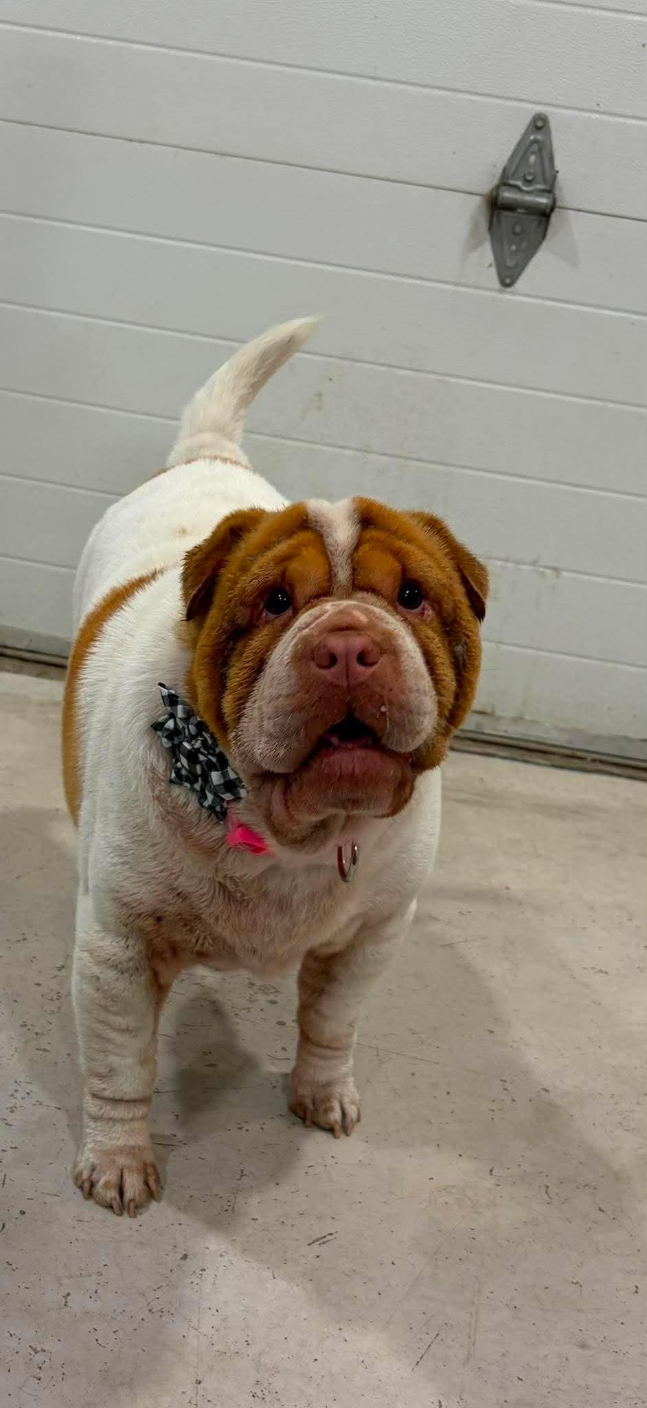 Ella Jane, a Adoptable mixed breed in hilton, NY image 5/6