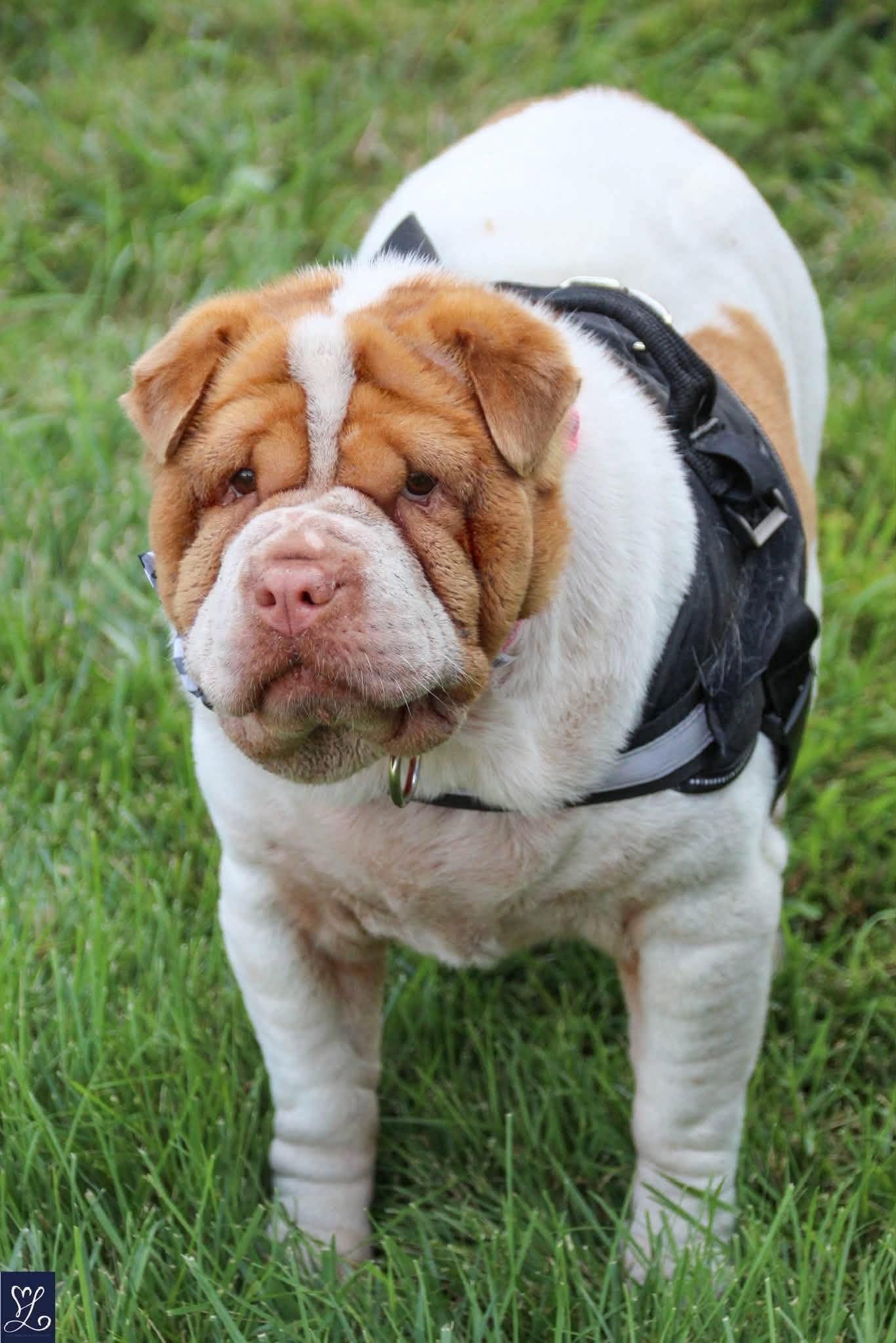 Ella Jane, a Adoptable mixed breed in hilton, NY image 4/6