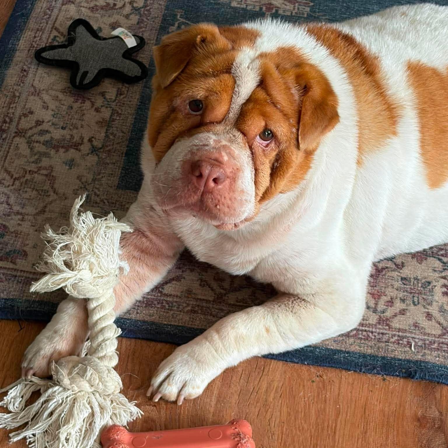 Ella Jane, Adoptable, Adult Female Shar-Pei & Puggle.