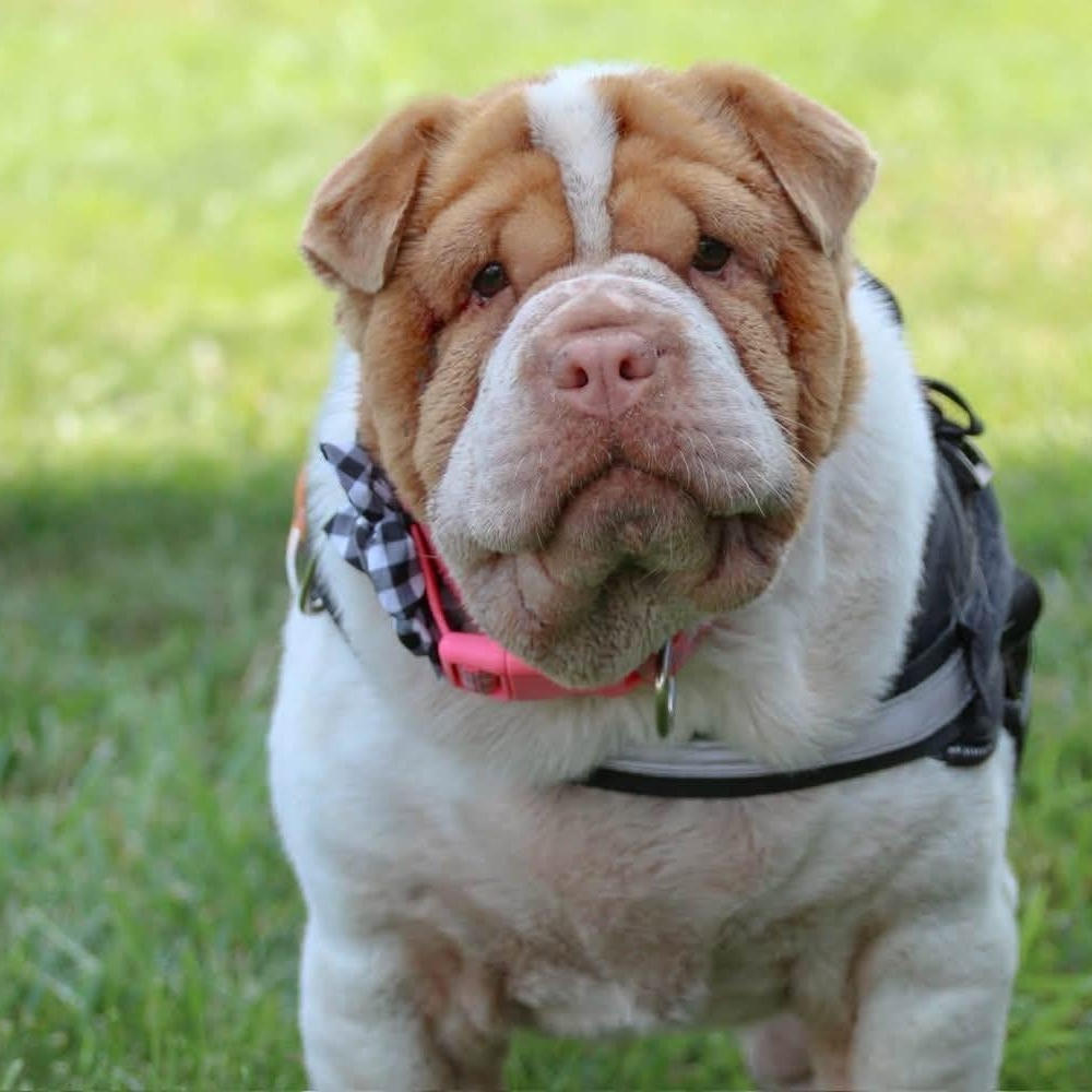 Ella Jane, a Adoptable mixed breed in hilton, NY image 2/6