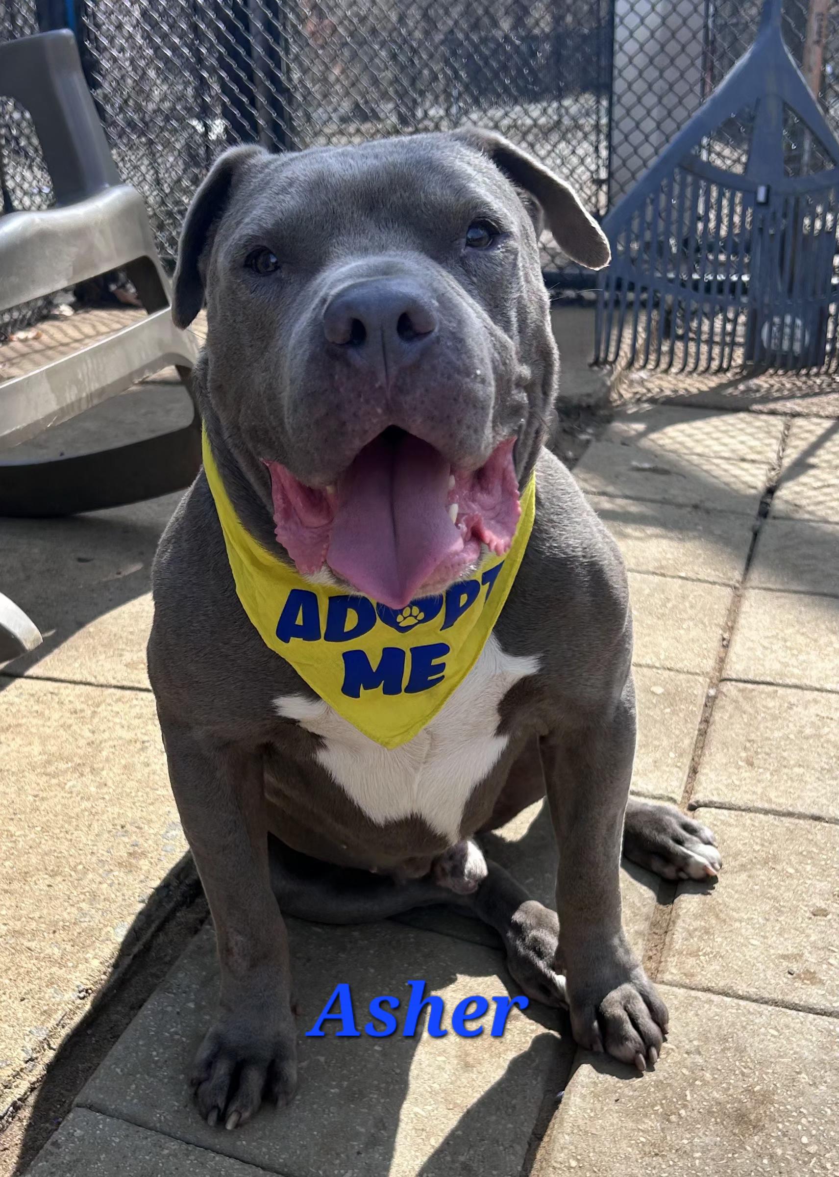 Asher, ADOPTABLE, Adult Male American Staffordshire Terrier.