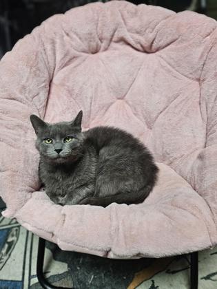 Elliot Stabler, Adoptable, Adult Male Domestic Short Hair & Domestic Short Hair.