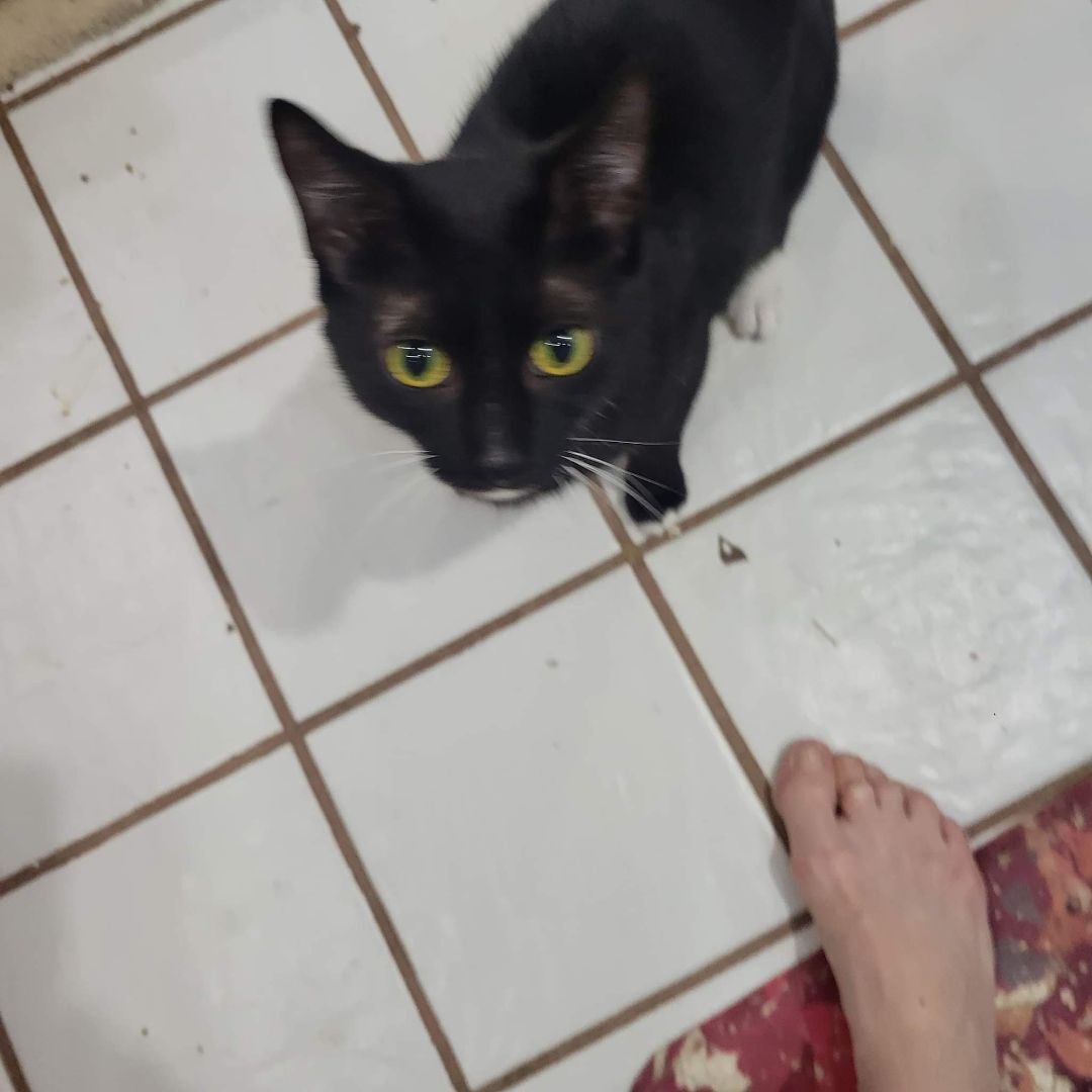 Domino