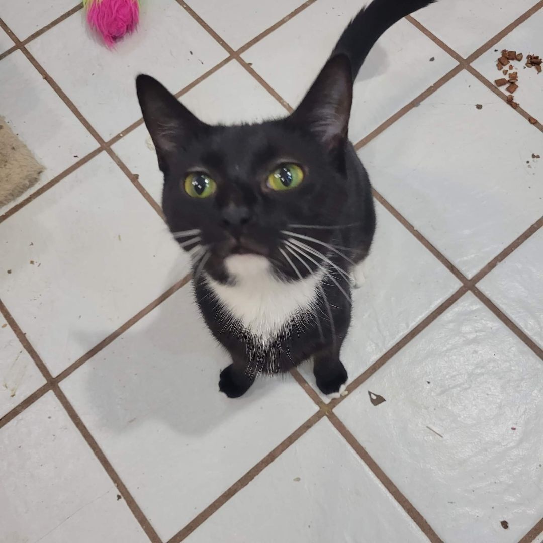 Domino