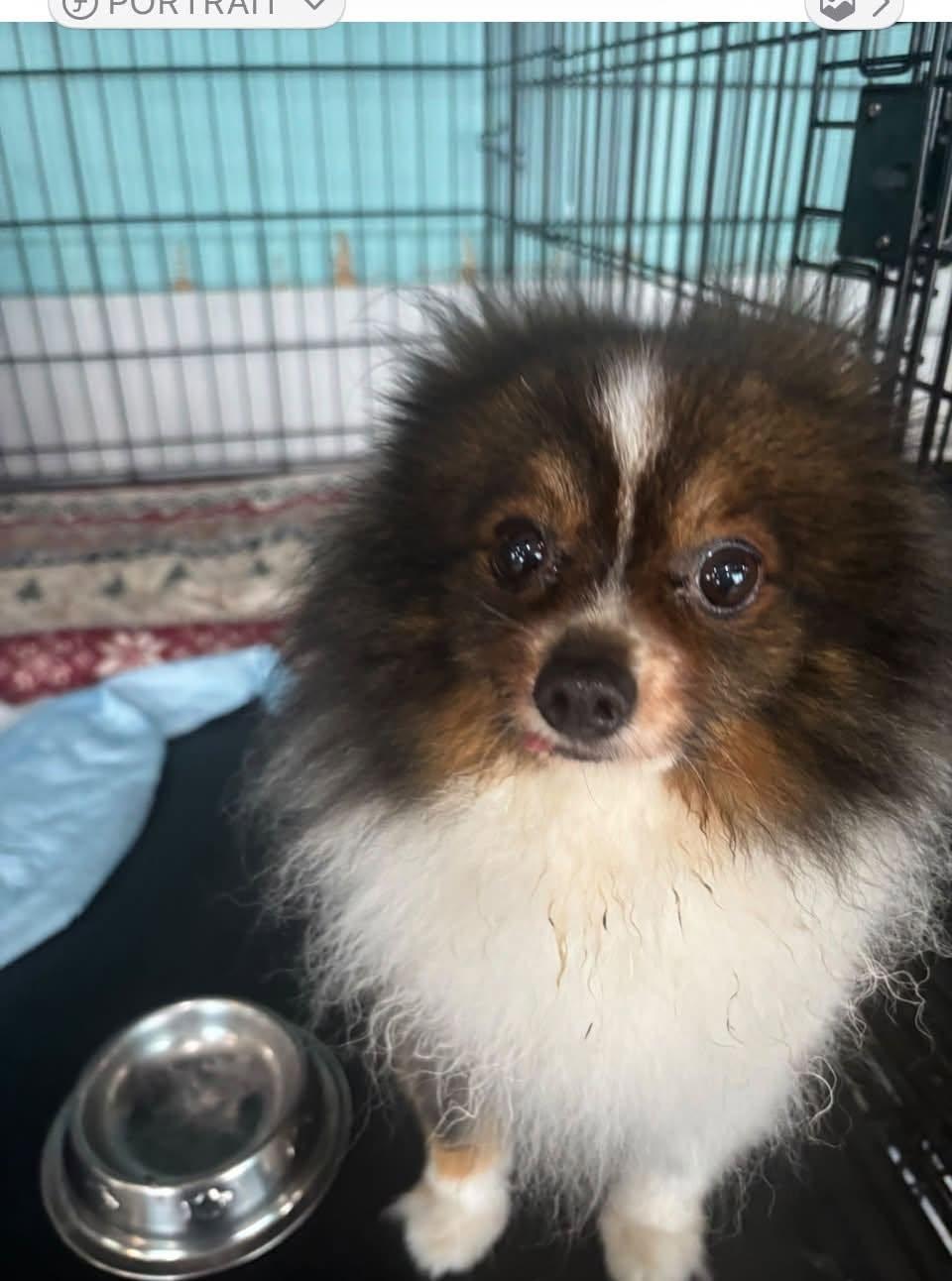 Enlarge Pong Pong, a Adoptable Pomeranian in Glendale, NY image 3/4
