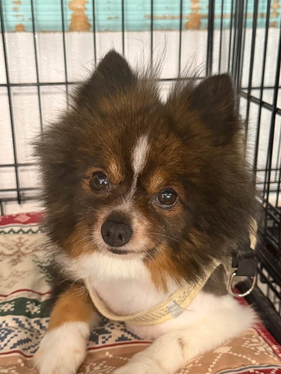 Enlarge Pong Pong, a Adoptable Pomeranian in Glendale, NY image 1/4
