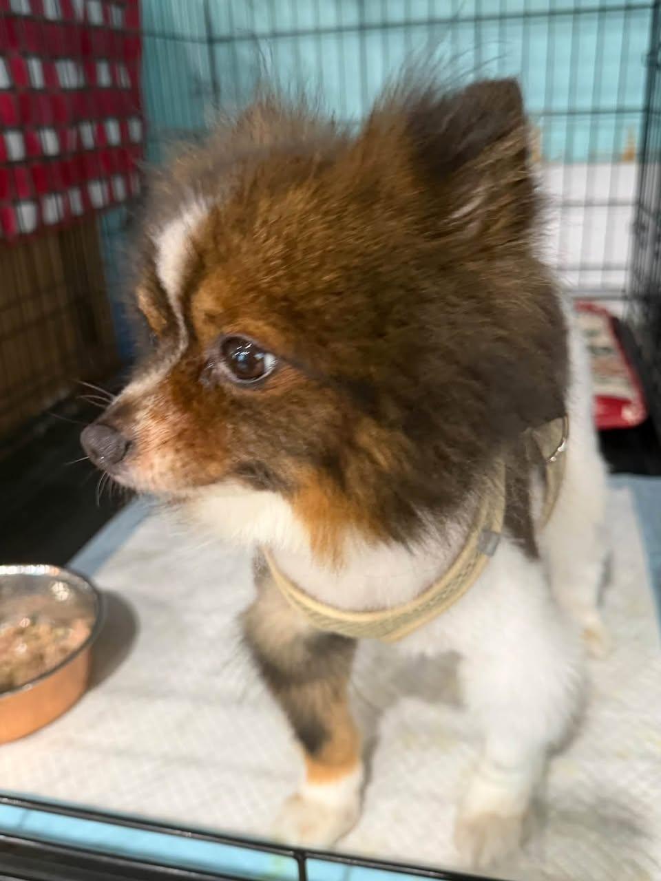 Enlarge Pong Pong, a Adoptable Pomeranian in Glendale, NY image 4/4