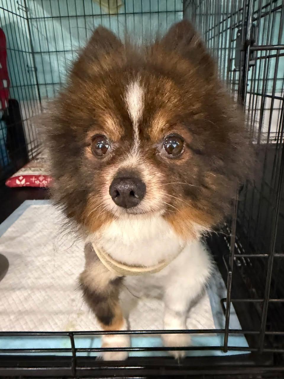 Enlarge Pong Pong, a Adoptable Pomeranian in Glendale, NY image 2/4