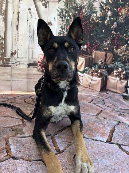 Enlarge Agote, a Adoptable mixed breed in Bryan, TX image 1/3