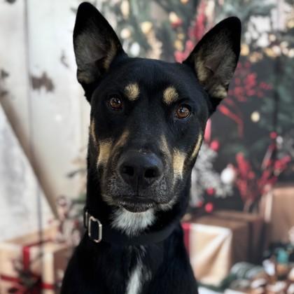 Enlarge Agote, a Adoptable mixed breed in Bryan, TX image 2/3