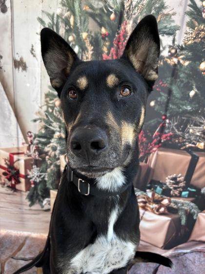 Enlarge Agote, a Adoptable mixed breed in Bryan, TX image 3/3