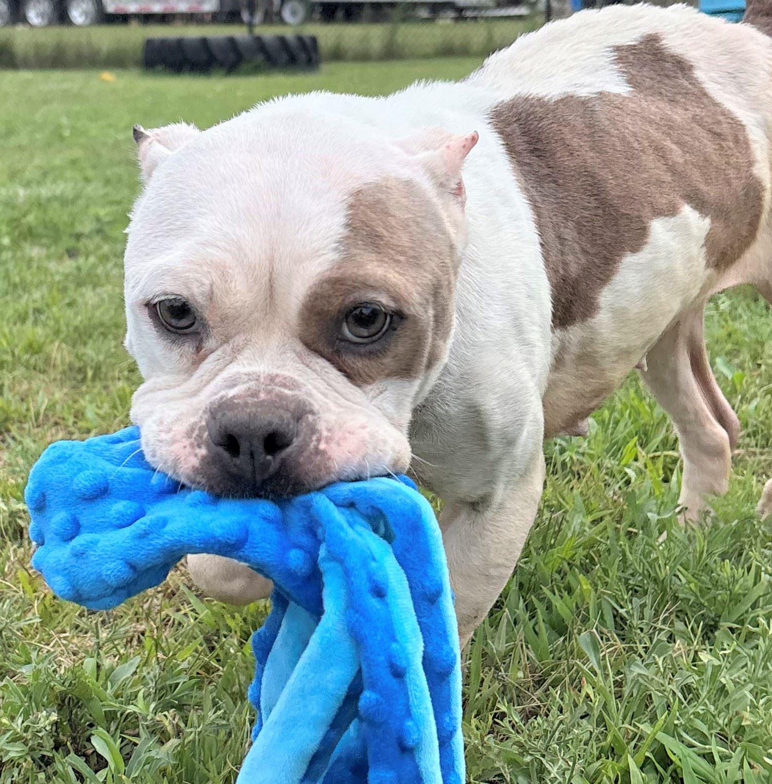 Enlarge Boujee, a ADOPTABLE mixed breed in Iowa City, IA image 2/2