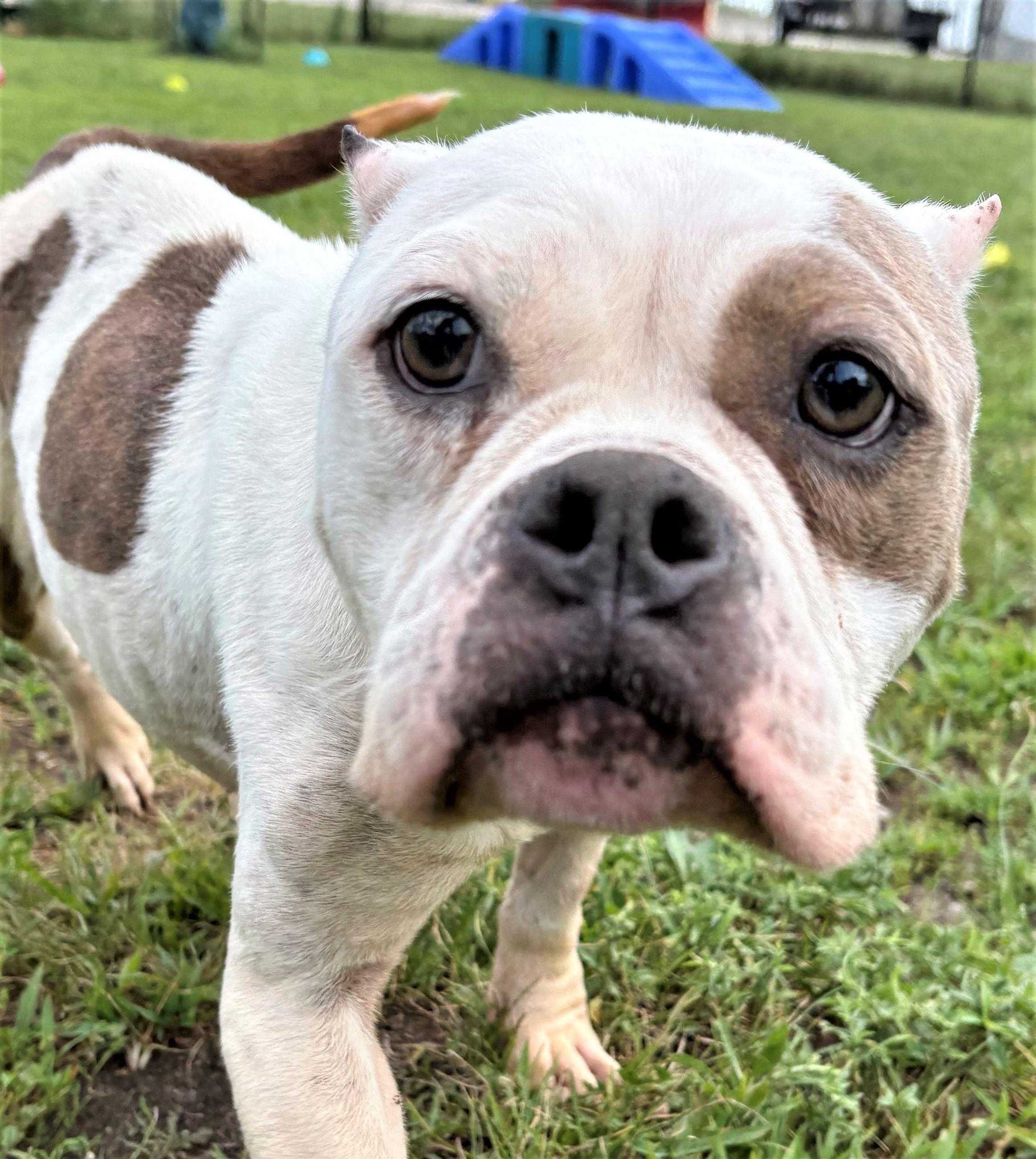 Boujee, ADOPTABLE, Adult Female Pit Bull Terrier.
