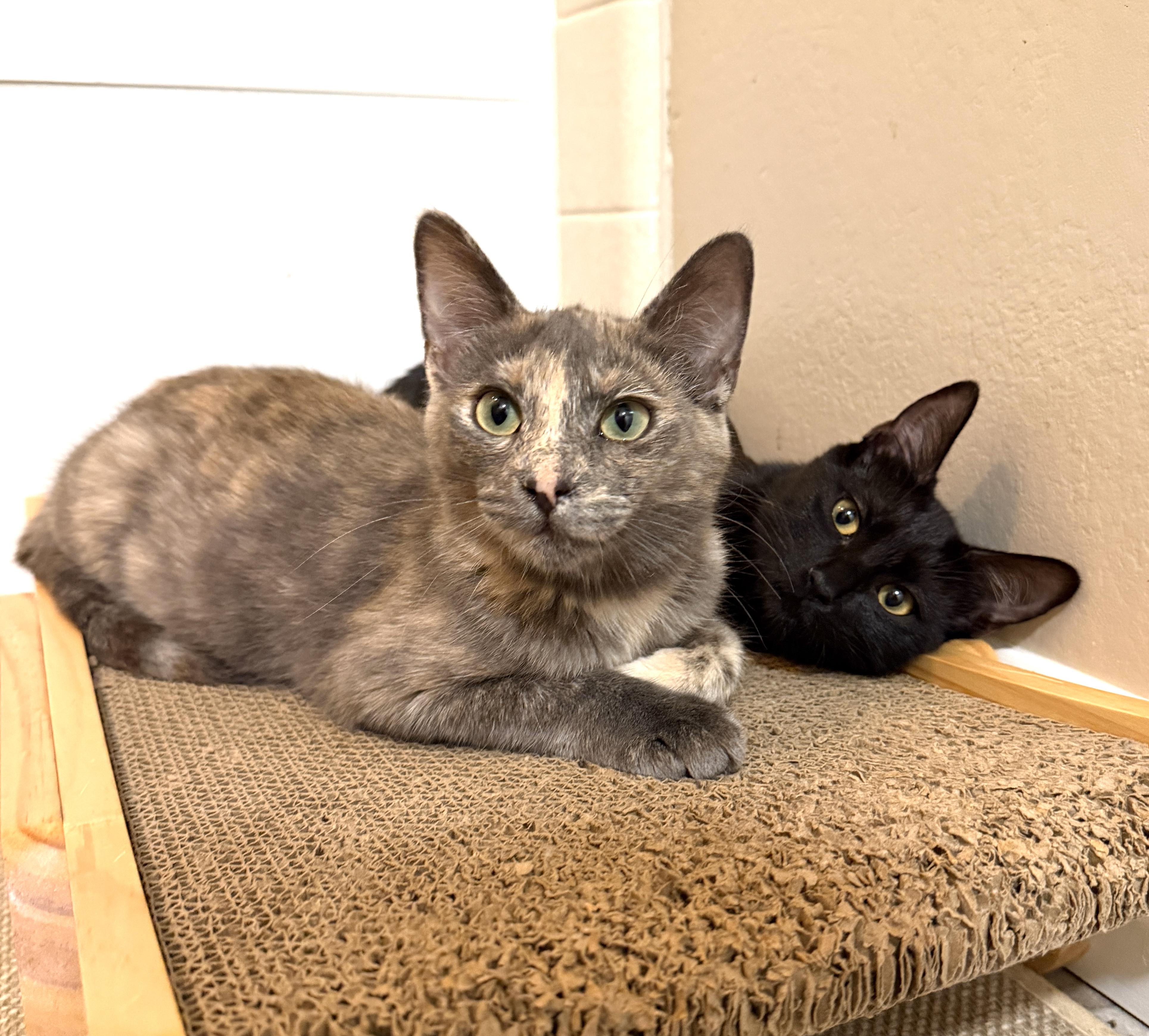 Zoey, a Adoptable Domestic Short Hair image 3/6