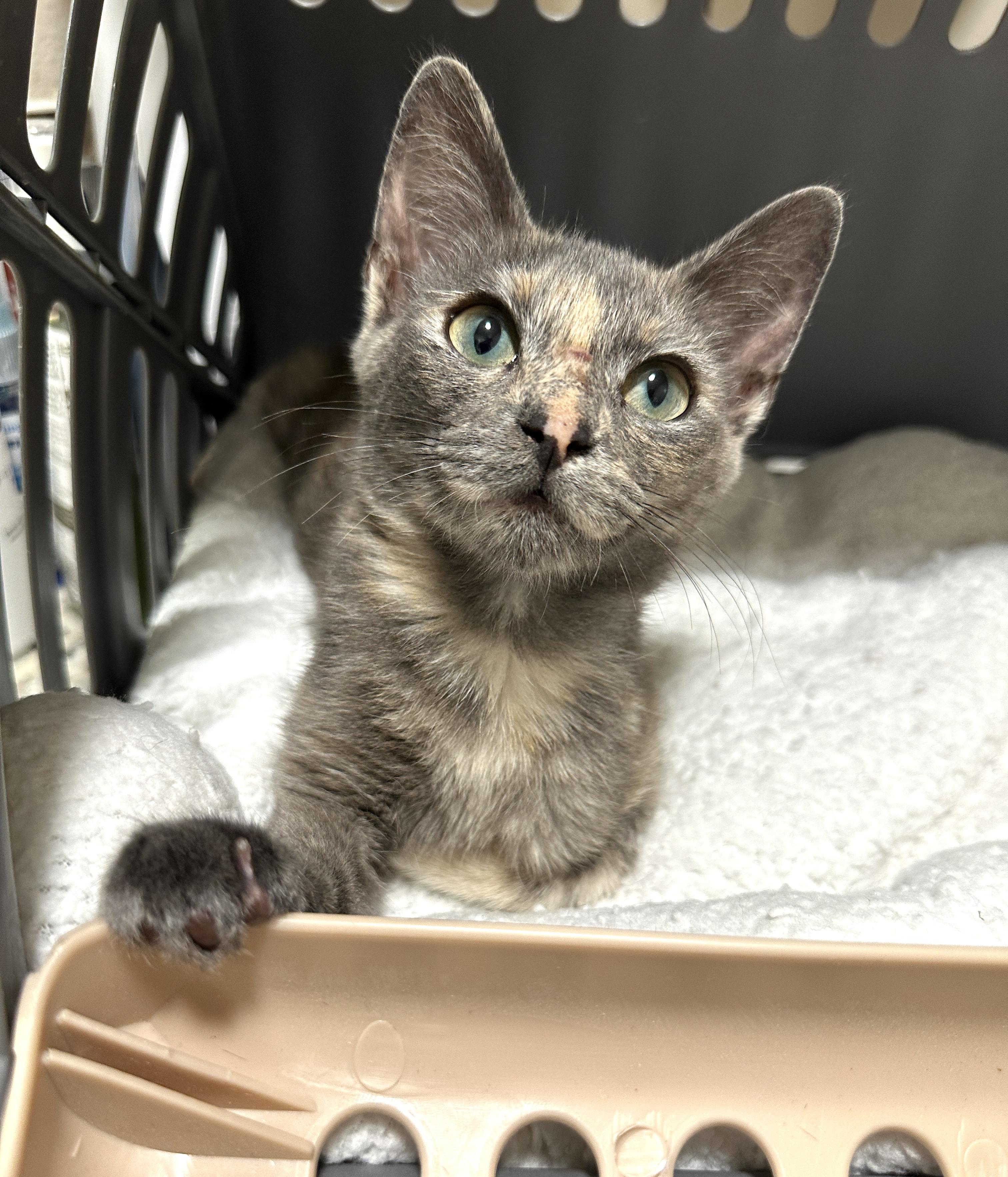 Zoey, a Adoptable Domestic Short Hair image 2/6