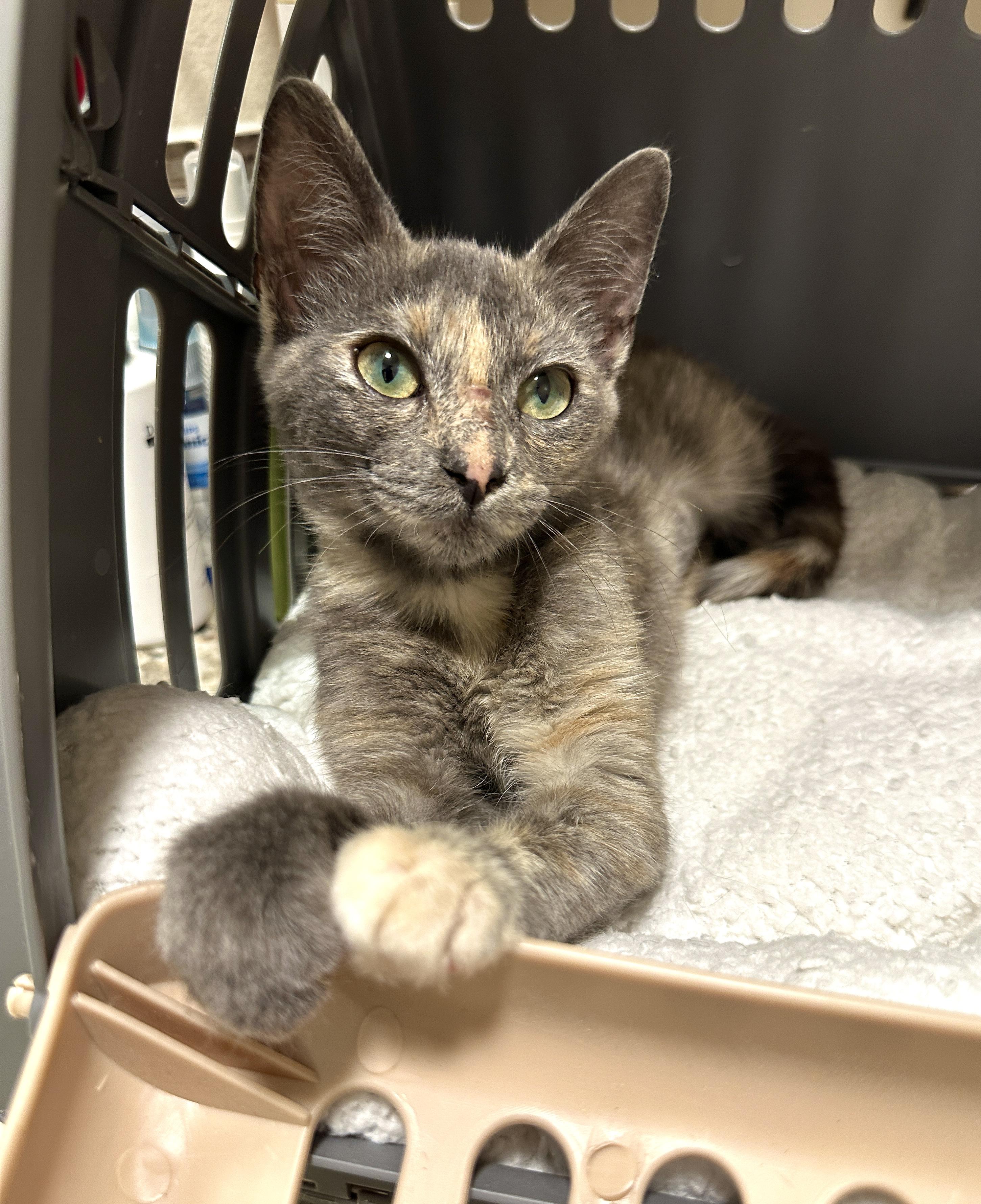 Zoey, a Adoptable Domestic Short Hair image 6/6