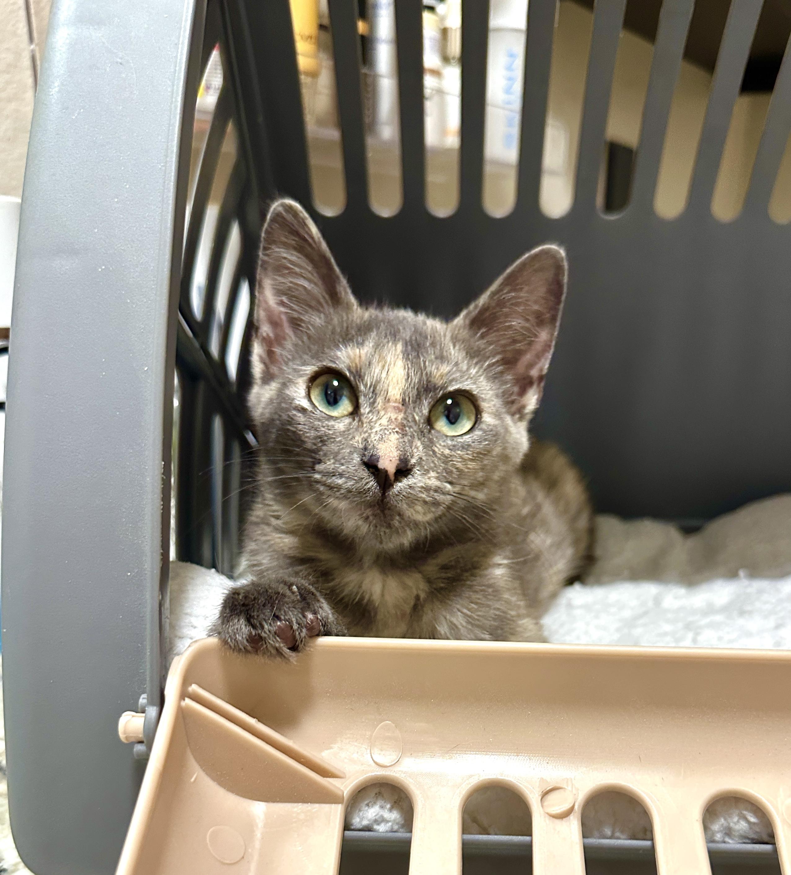 Zoey, a Adoptable Domestic Short Hair image 5/6