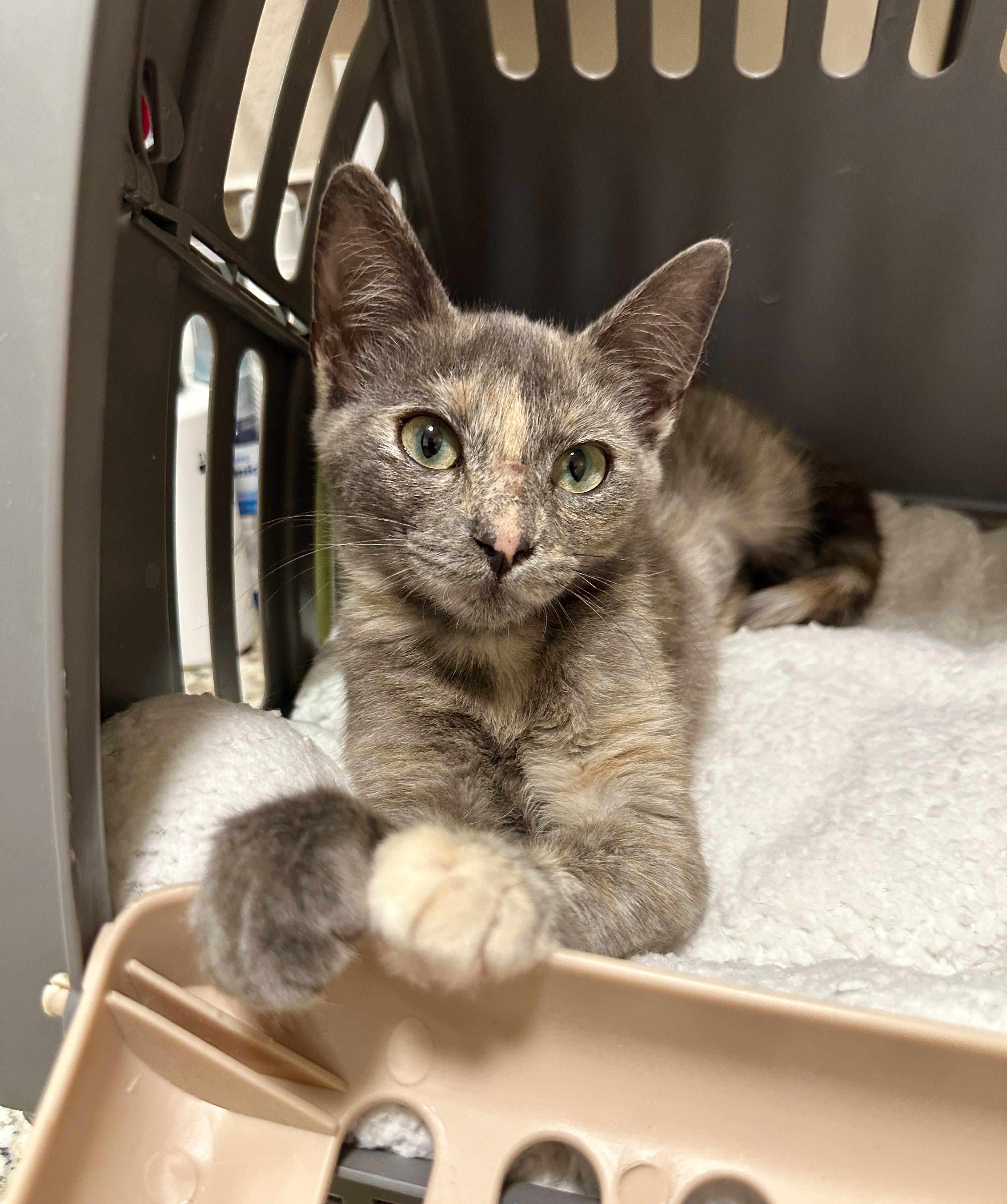 Zoey, a Adoptable Domestic Short Hair image 4/6