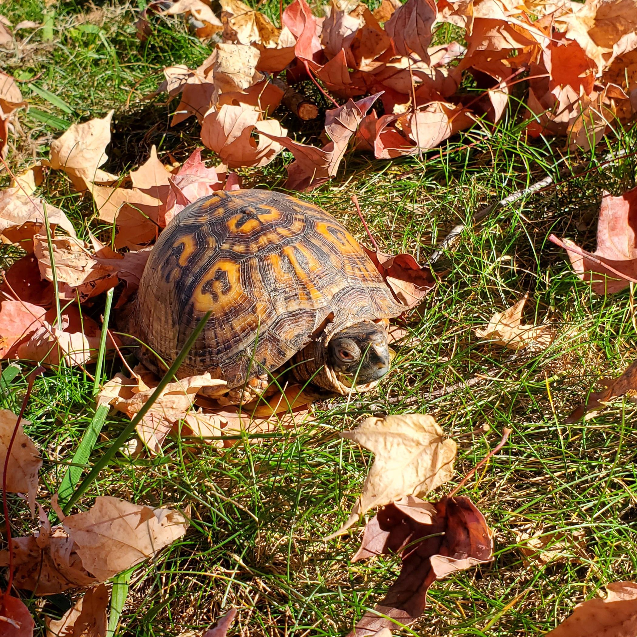 Casper E Box in NJ, a Adoptable Eastern Box in Marlton, NJ image 4/6